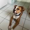 ARES