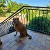 BELLA