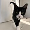 LOKI