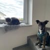 ❤Nedy...junges Herz auf vier Pfoten...