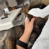 ❤Nedy...junges Herz auf vier Pfoten...