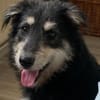 ❤ Aktive Herzenshündin sucht ihr Für-immer-Zuhause! 🐾