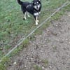 ❤ Aktive Herzenshündin sucht ihr Für-immer-Zuhause! 🐾