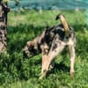 Charmante Ruby sucht Zuhause