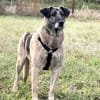 Kiro  ein großer Schatz mit einem noch größeren Herzen