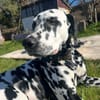 Loui sucht ein Zuhause/Pflegestelle