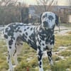 Loui sucht ein Zuhause/Pflegestelle