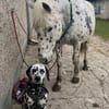 Loui sucht ein Zuhause/Pflegestelle