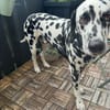 Loui sucht ein Zuhause/Pflegestelle