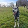 Loui sucht ein Zuhause/Pflegestelle