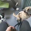 Trixi - Tolle, liebe Junghündin (auf PS) sucht Familie