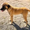 Nafiz sucht sein Happy End