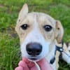 Süßes Hundemädchen Hazel sucht liebe Familie