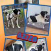 sehr liebe verkuschelte Aziza auf PS in 90459