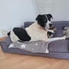 sehr liebe verkuschelte Aziza auf PS in 90459