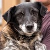 Lusi - kleine Hundeoma sucht Zuhause