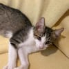 Van Helsing  verspielter Kater sucht liebevolles Zuhause