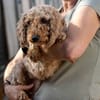 Püppi-Pusszancs zarte Seele sucht Vertrauen