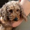 Püppi-Pusszancs zarte Seele sucht Vertrauen