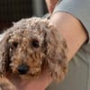Püppi-Pusszancs zarte Seele sucht Vertrauen
