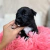 Zara - kleine Herzensbrecherin sucht ihre Familie