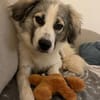 Willow - schüchterner Rüde wünscht sich liebevolles Zuhause