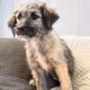 Mina - bezaubernde Schäferhund-Mischlingshündin