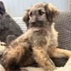 Mina - bezaubernde Schäferhund-Mischlingshündin