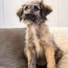 Mina - bezaubernde Schäferhund-Mischlingshündin