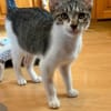 Victor  neugieriger kleiner Kater sucht sein Zuhause