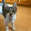 Victor  neugieriger kleiner Kater sucht sein Zuhause