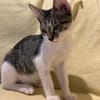 Victor  neugieriger kleiner Kater sucht sein Zuhause