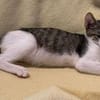 Victor  neugieriger kleiner Kater sucht sein Zuhause