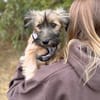 Toffee -Kuscheliges Fellknäuel sucht ihre Familie fürs Leben