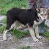 Tokio - zutraulich u. verspielt