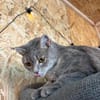 Zaubermaus Shivka sucht ihren Platz zum Ankommen