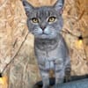 Zaubermaus Shivka sucht ihren Platz zum Ankommen