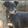 BIMALsozialer Familienhund wartet schon in 67753 Aschbach