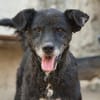 BIMALsozialer Familienhund wartet schon in 67753 Aschbach