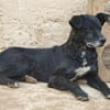 BIMALsozialer Familienhund wartet schon in 67753 Aschbach