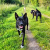 Hundeprofessorin Kira bietet viel u. wünscht sich