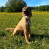 NOTFALL Eddie sucht aktive Menschen