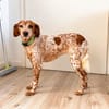 Bella (aka Baby), sanfte Seelenhündin, ca. 1-2 Jahre