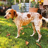 Bella (aka Baby), sanfte Seelenhündin, ca. 1-2 Jahre
