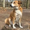Sammy - loyaler & sensibler Rüde sucht dringend Zuhause