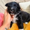 Molchi - kleiner Herzensbrecher sucht seine Familie