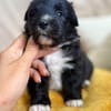 Molchi - kleiner Herzensbrecher sucht seine Familie