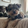Milo
