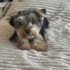 Milo