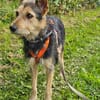 MATILDA ° menschenbezogene und sportliche Hündin